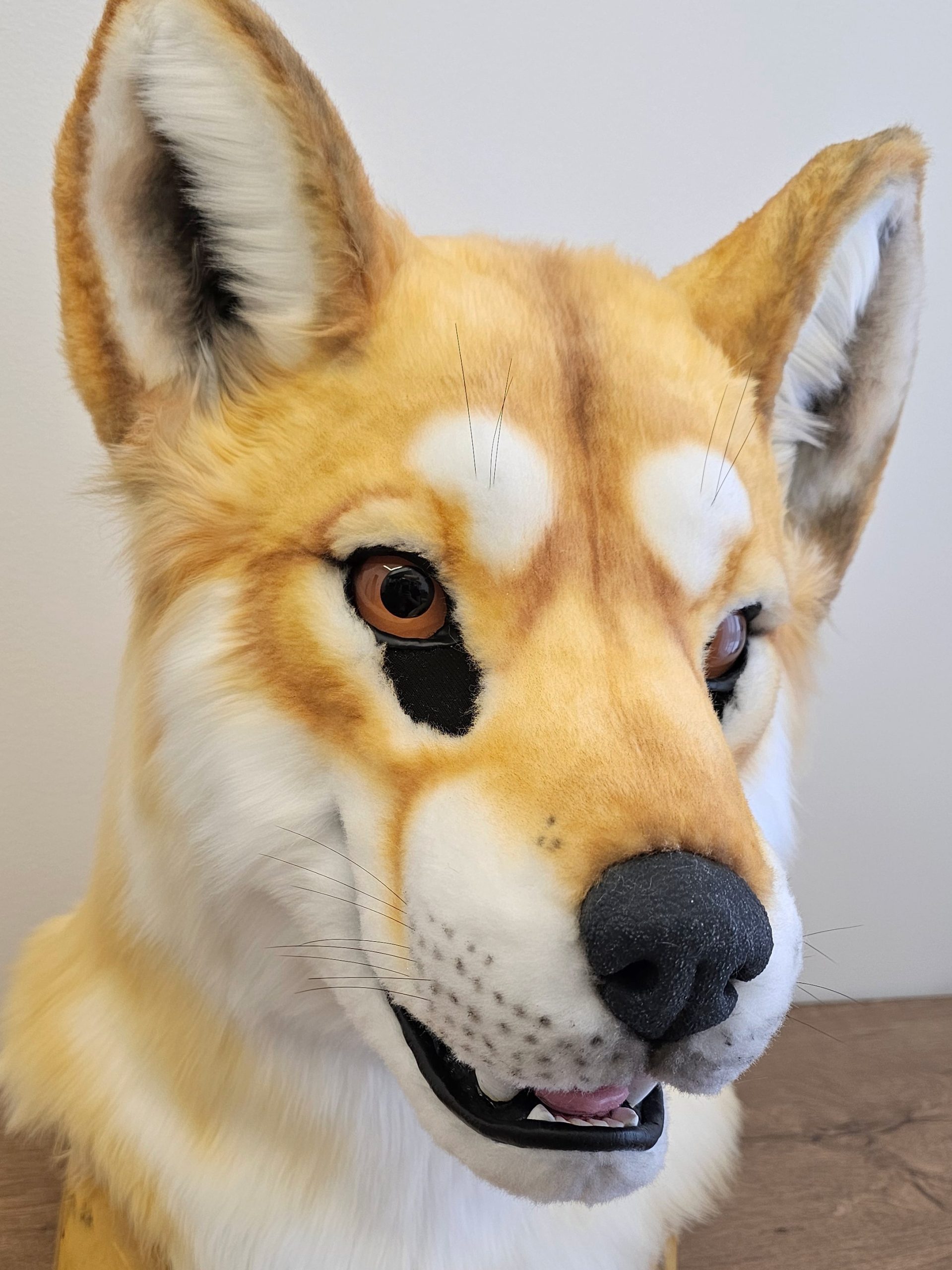 Dingo Wolf Fursuit Head - Image 2